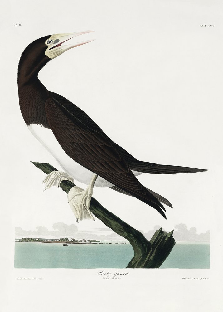  av John James Audubon