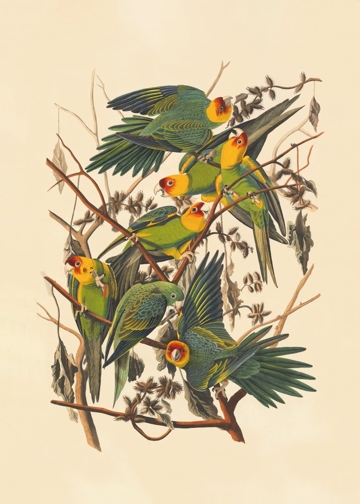 Carolina-papegoja av John James Audubon