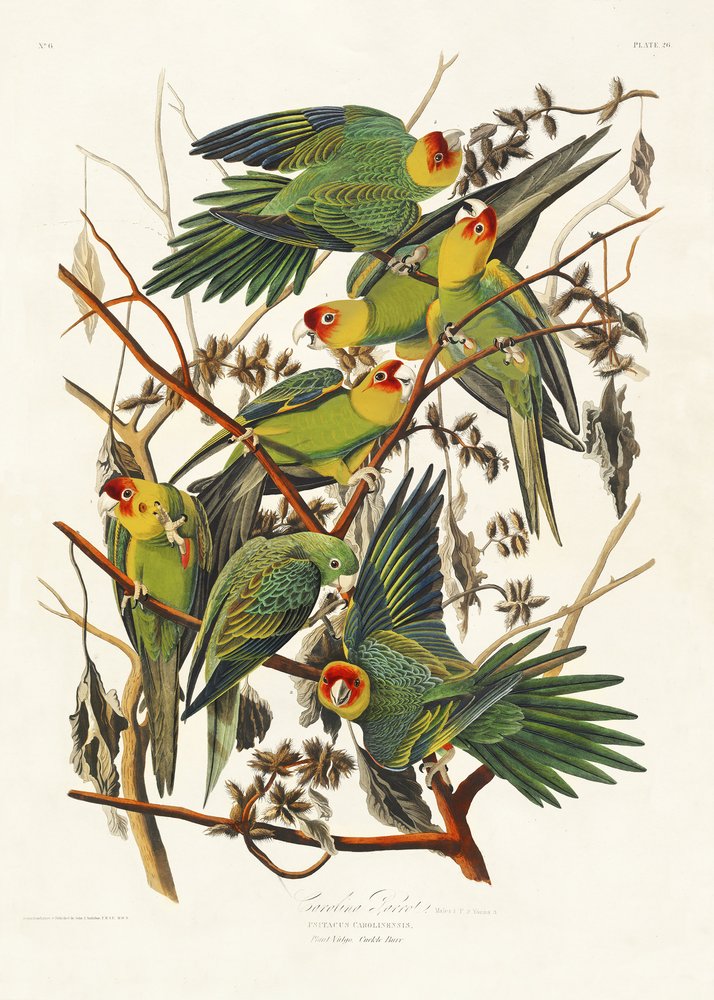  av John James Audubon