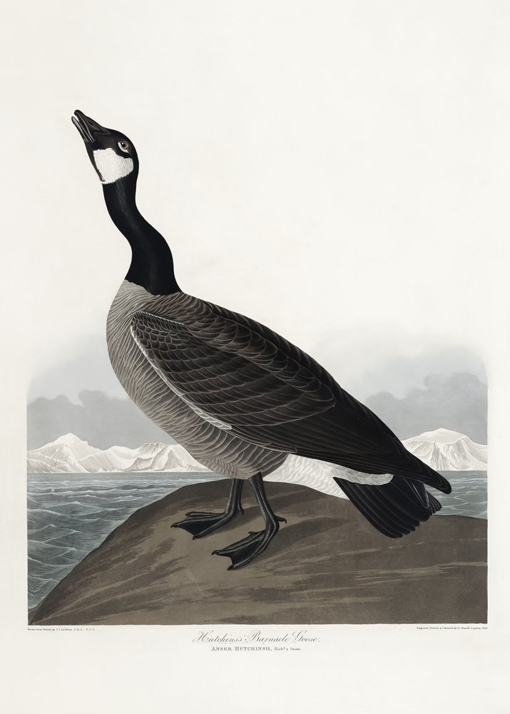  av John James Audubon