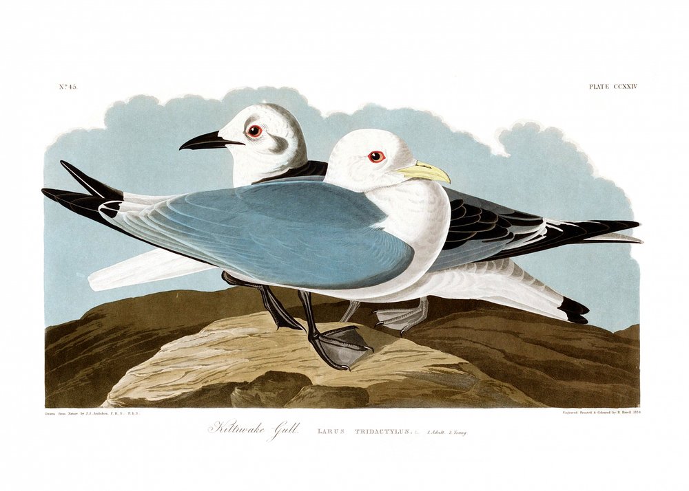 Tredelad mås av John James Audubon