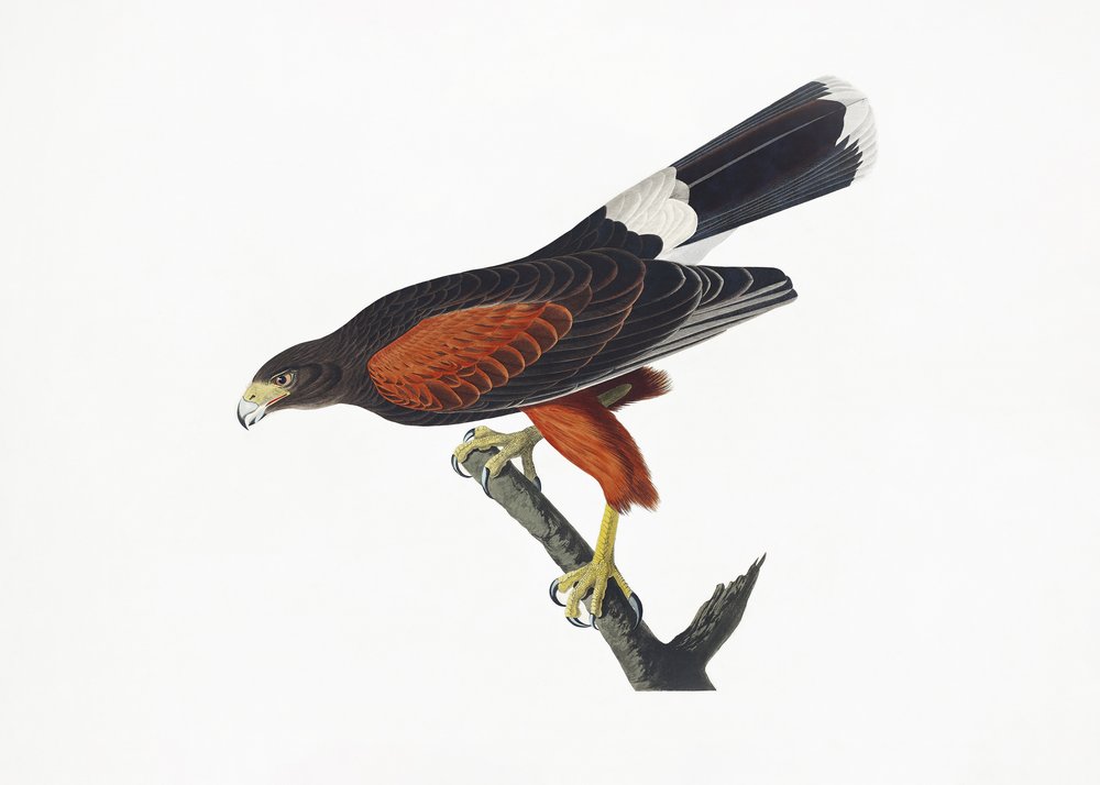  av John James Audubon