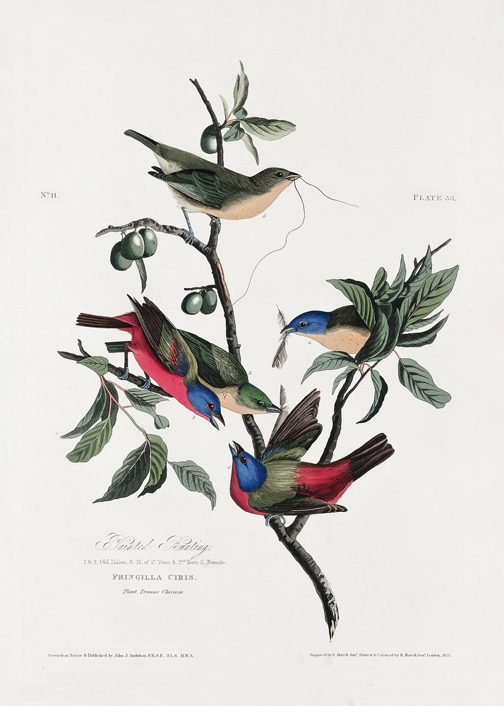  av John James Audubon