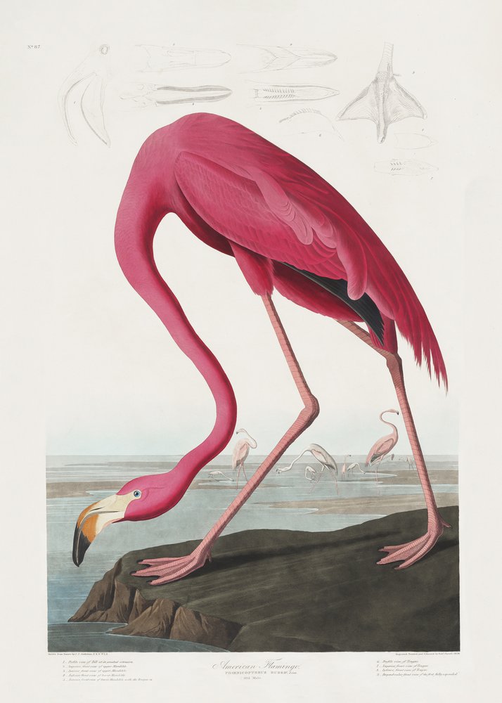 Rosa flamingo ur *Birds of America* (1827) av John James Audubon