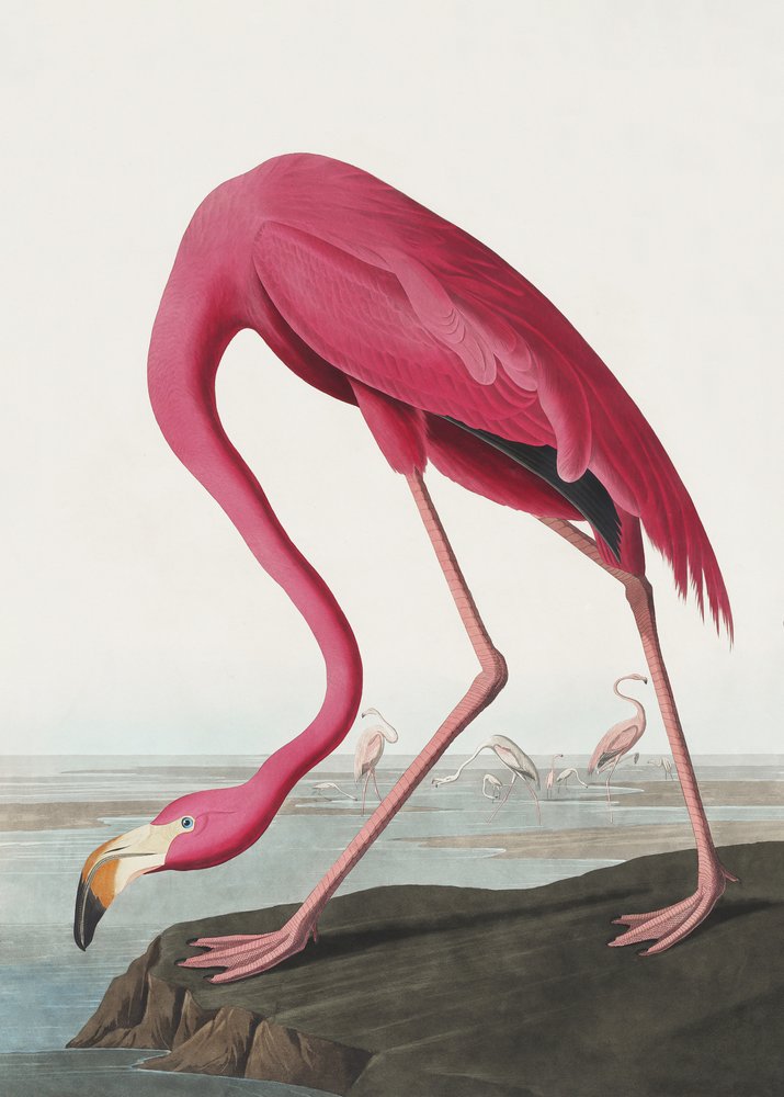 Rosa flamingo II ur *Birds of America* (1827) av John James Audubon