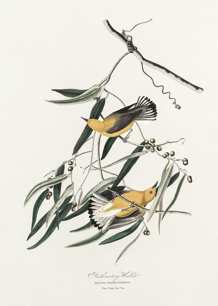 Gulbröstad sångare ur *Birds of America* (1827) av John James Audubon