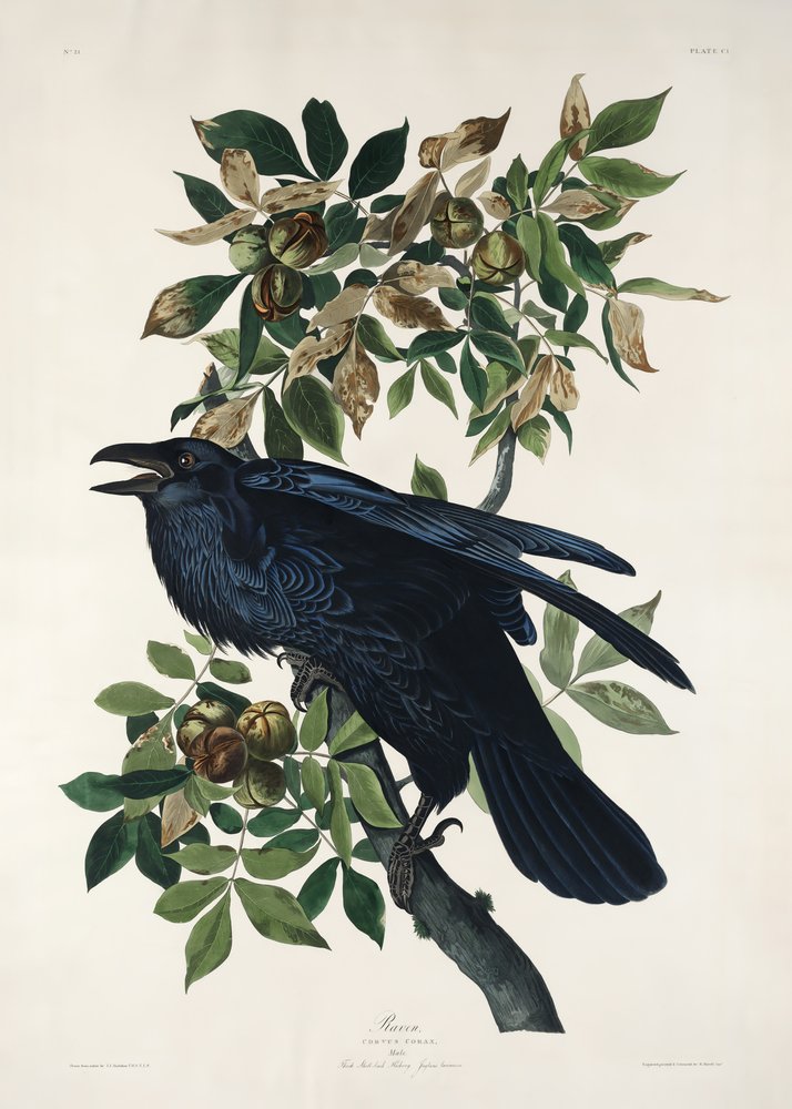  av John James Audubon
