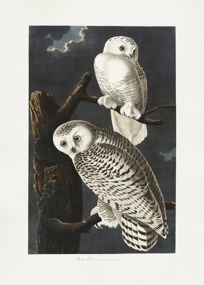  av John James Audubon