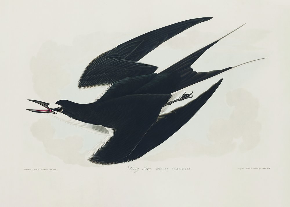  av John James Audubon