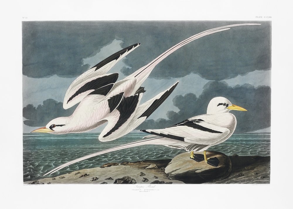 Tropisk fågel ur *Birds of America* (1827) av John James Audubon