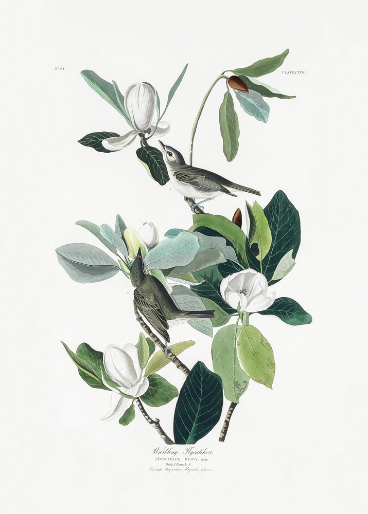  av John James Audubon