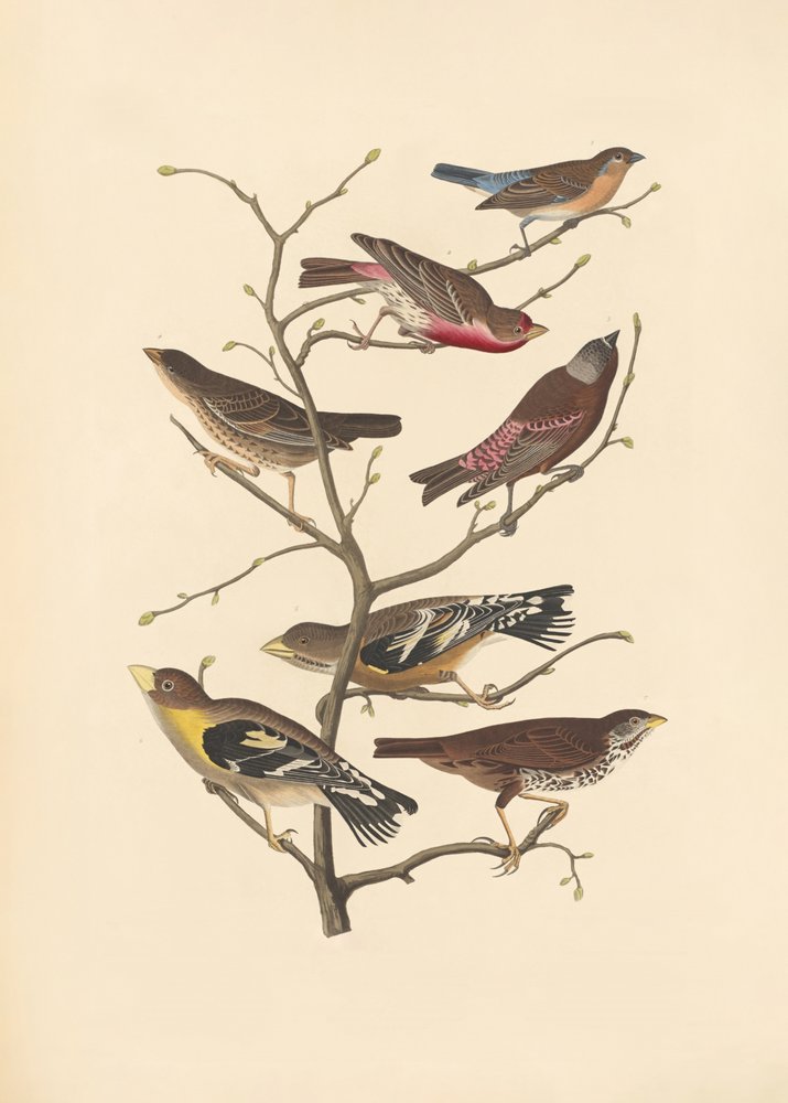 Lazulifink av John James Audubon/ Rob Havell