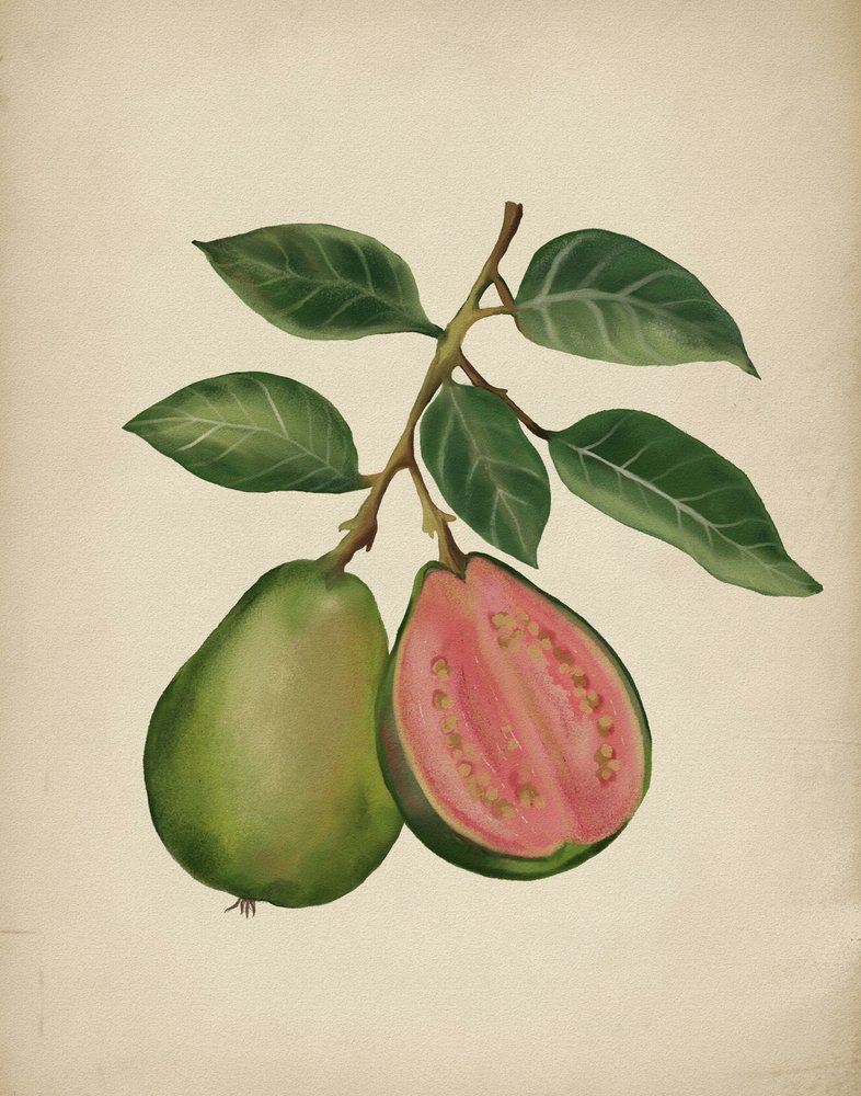 Färsk guava – botanisk av Josie George