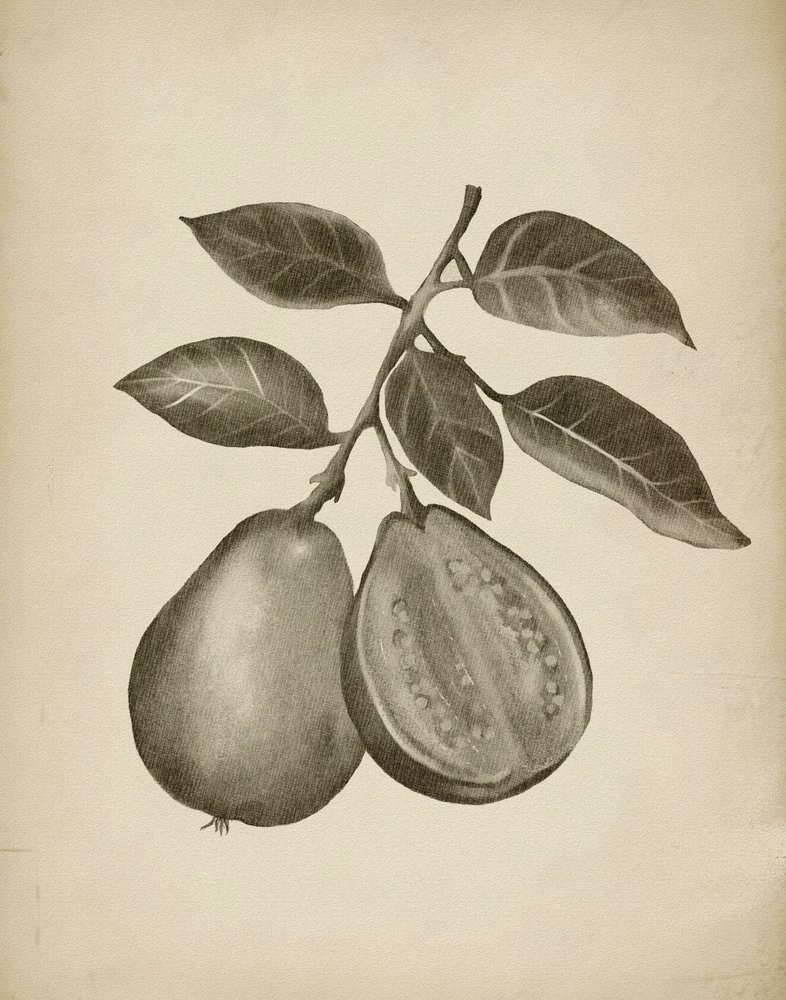 Botanisk studie av guava av Josie George