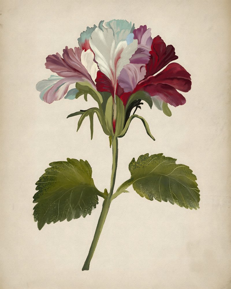 En färgsprakande pelargonblomma av Josie George