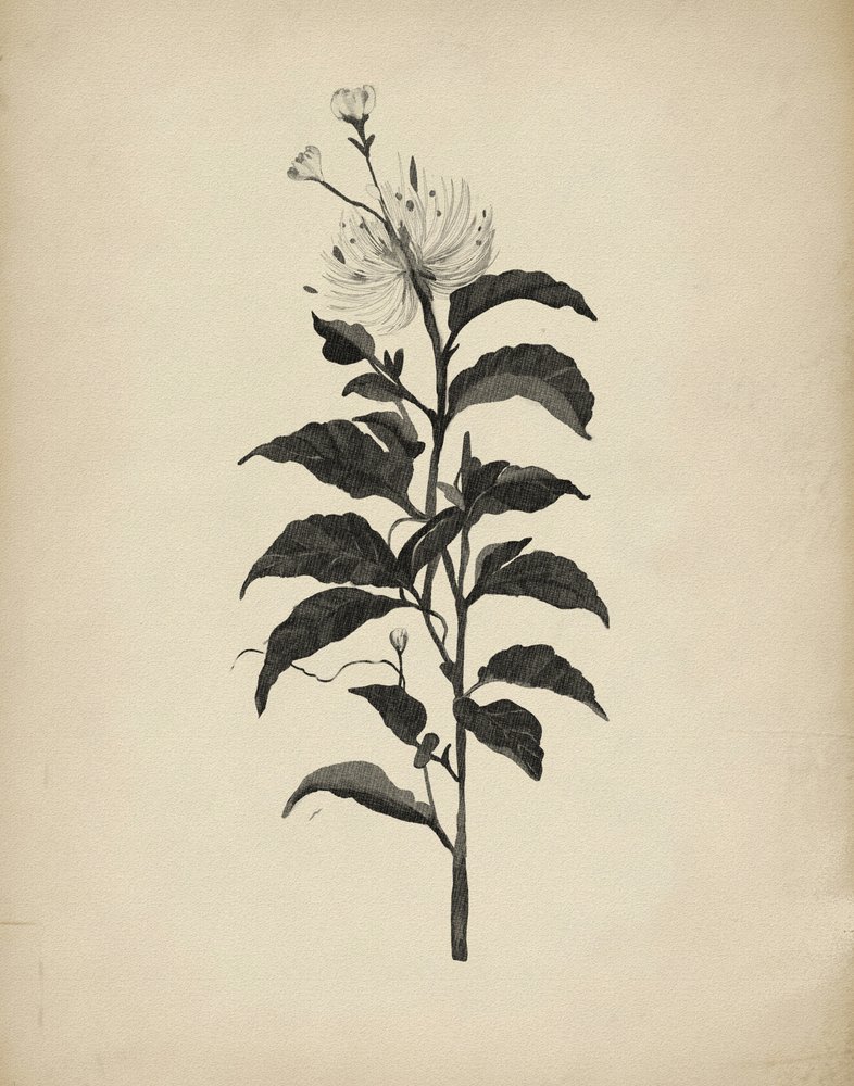 Vintage botanisk illustration av Josie George