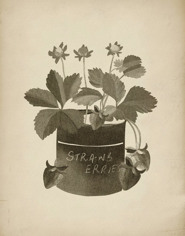 Illustration av jordgubbar i vintage-stil av Josie George