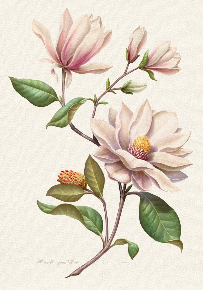 Rodnande magnoliablommor av Juan Hernaz