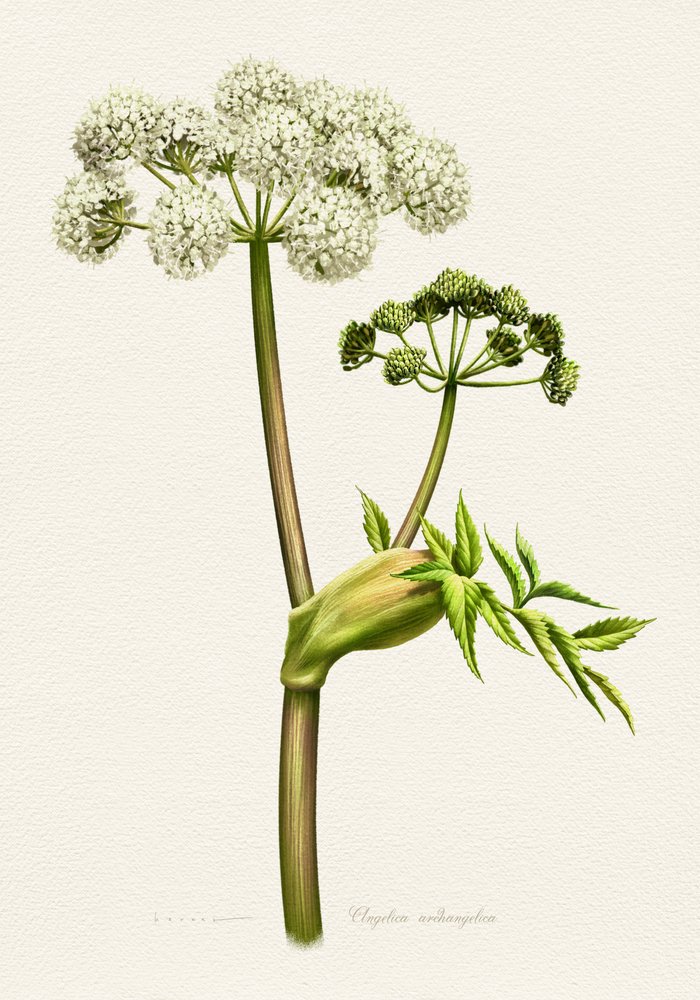 Botanisk illustration av vit angelika av Juan Hernaz