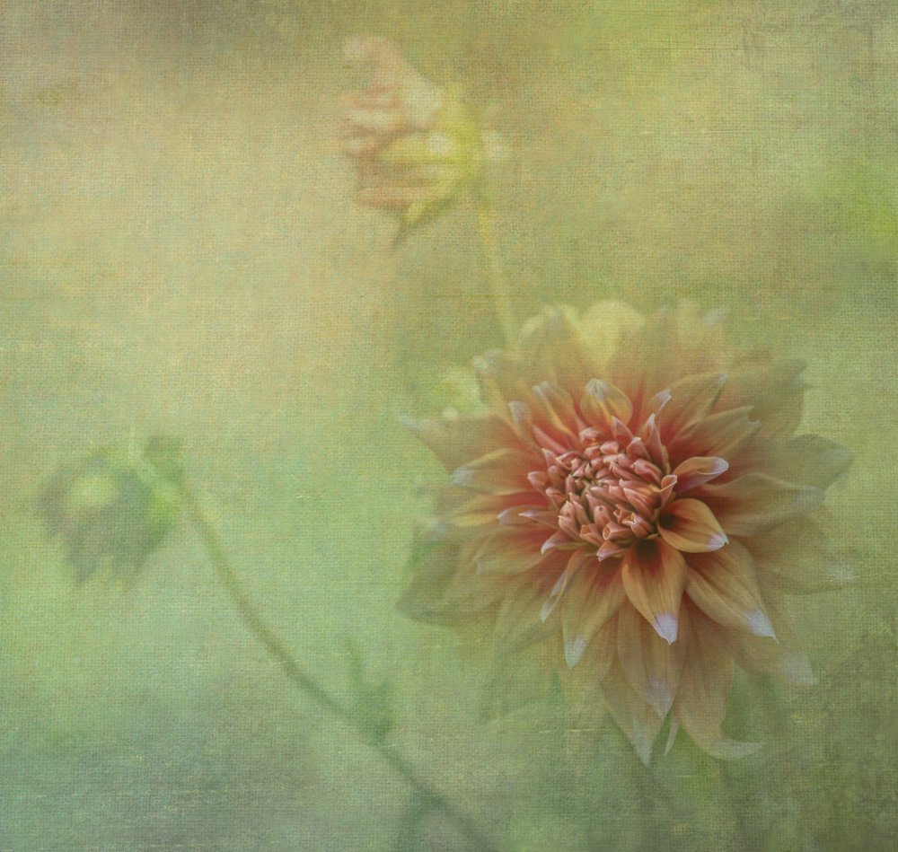 Drömmande dahlia i full blom av Judy Tseng