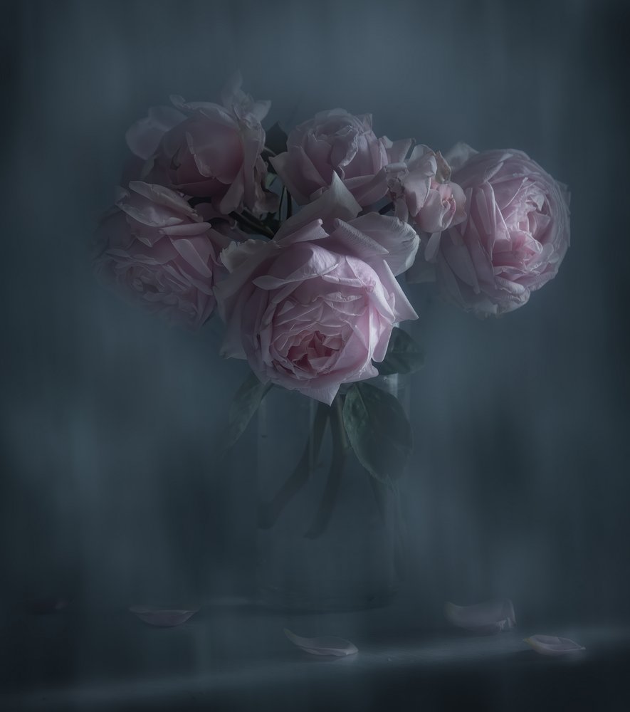 Stämningsfulla rosa rosor av Judy Tseng