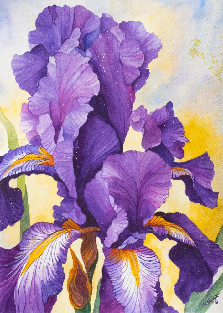 Ljuslila iris av Kay Shanley