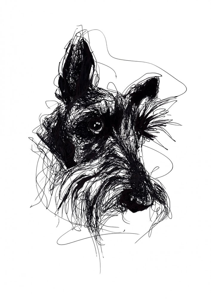 Uttrycksfull skiss av en skotsk terrier av Kiarra B