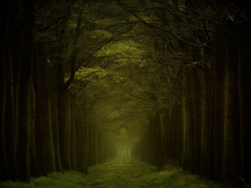 Stigen genom den mörka skogen av Lars van de Goor †