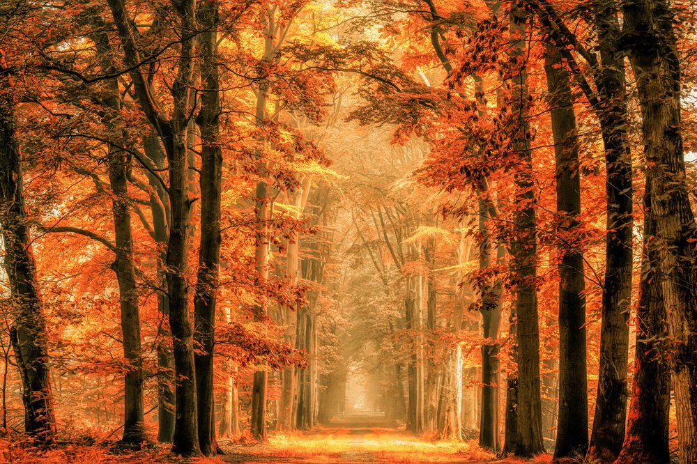 Gyllene höststig i skogen av Lars van de Goor †
