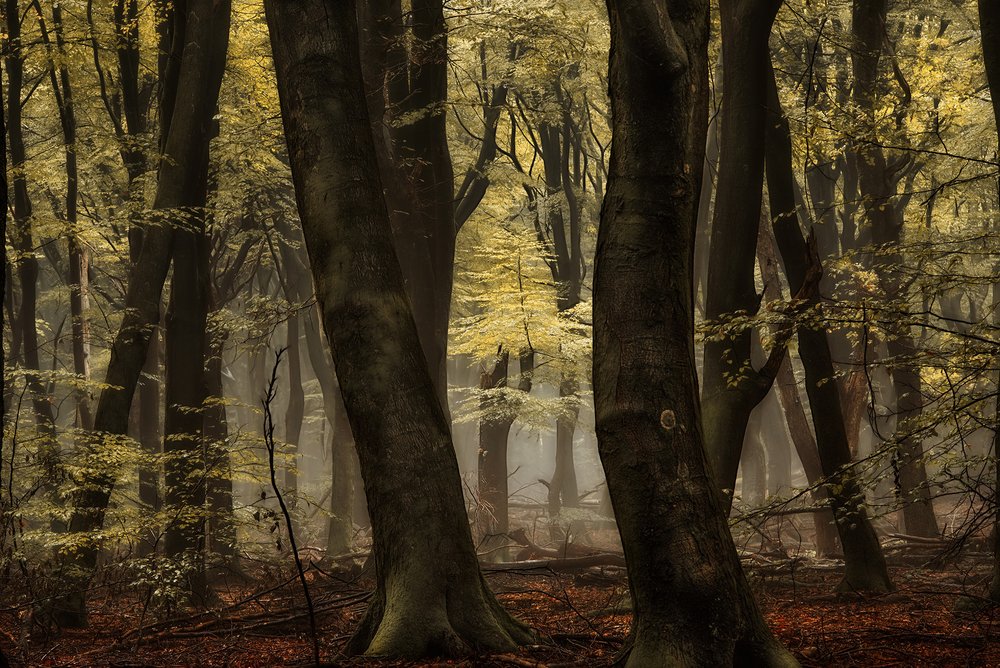 Dimhöljd höstskog av Lars van de Goor †