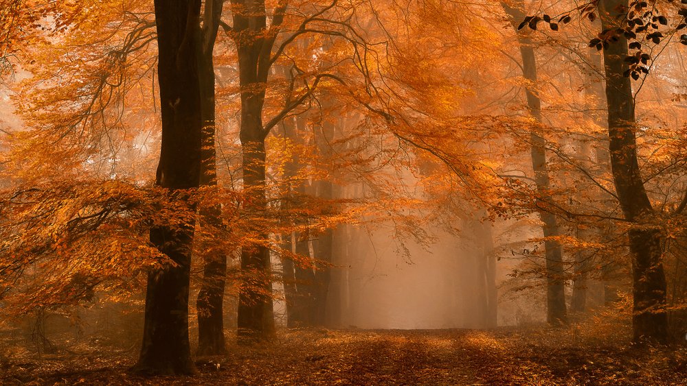 En dimmig höststig genom skogen av Lars van de Goor †
