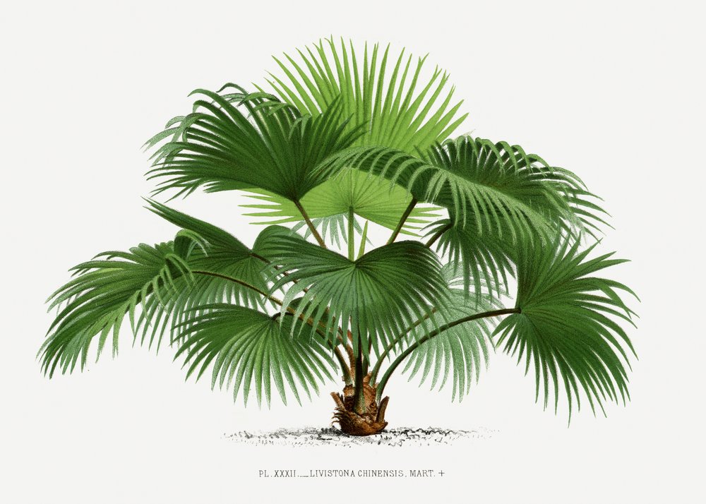 Livistona C av Les Palmiers Histoire Iconographique