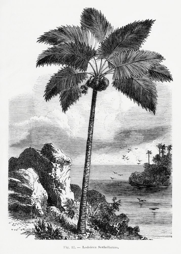 Vintage-teckning av en palm I av Les Palmiers Histoire Iconographique