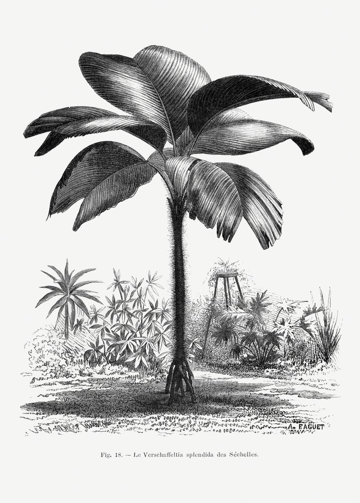 Vintage-teckning av palmträd III av Les Palmiers Histoire Iconographique