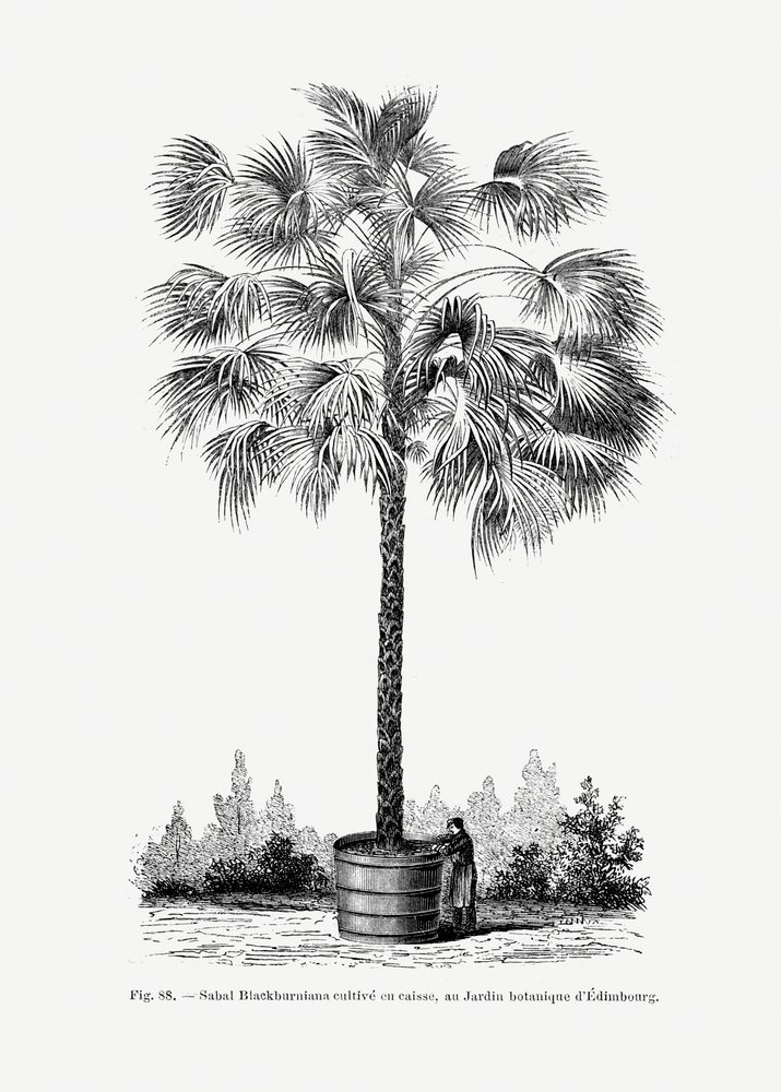 Vintage-teckning av en palmträd X av Les Palmiers Histoire Iconographique
