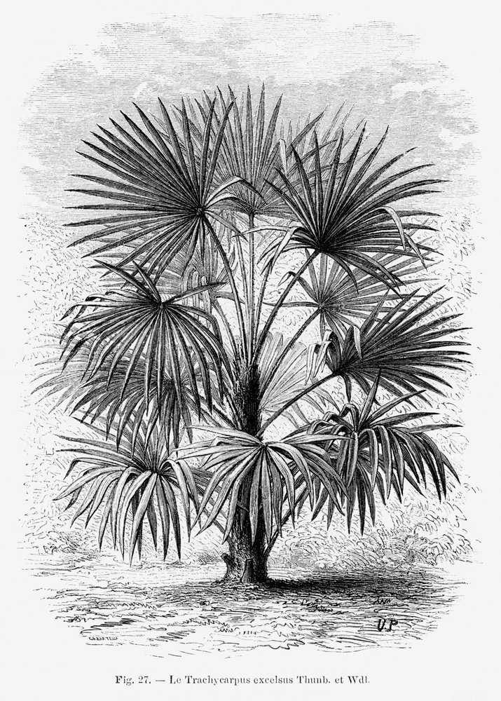 Vintage-teckning av en palm Xi av Les Palmiers Histoire Iconographique