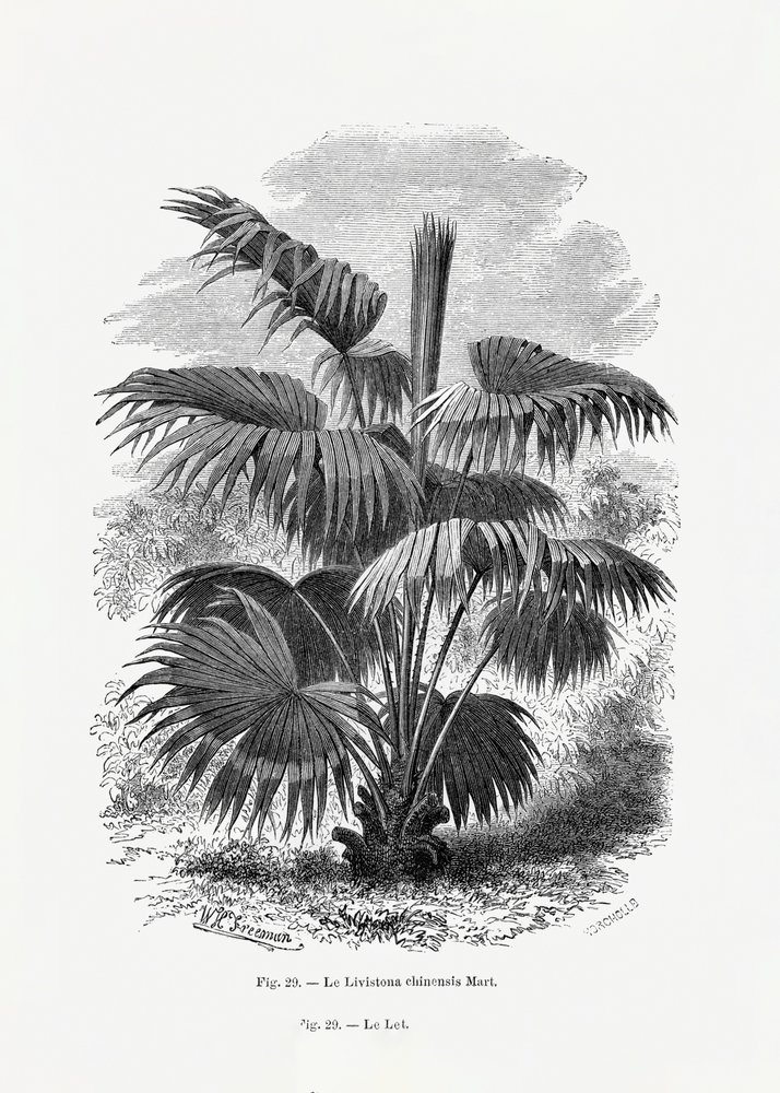Vintage-teckning av en palmträd XII av Les Palmiers Histoire Iconographique