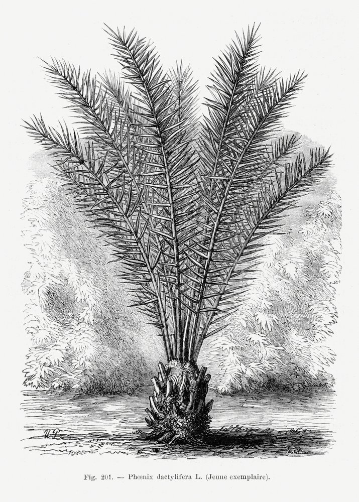 Vintage-teckning av en palmträd XIII av Les Palmiers Histoire Iconographique