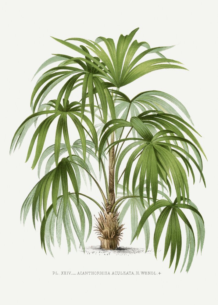 XXIV Acanthorhiza aculeata av Les Palmiers Histoire Iconographique