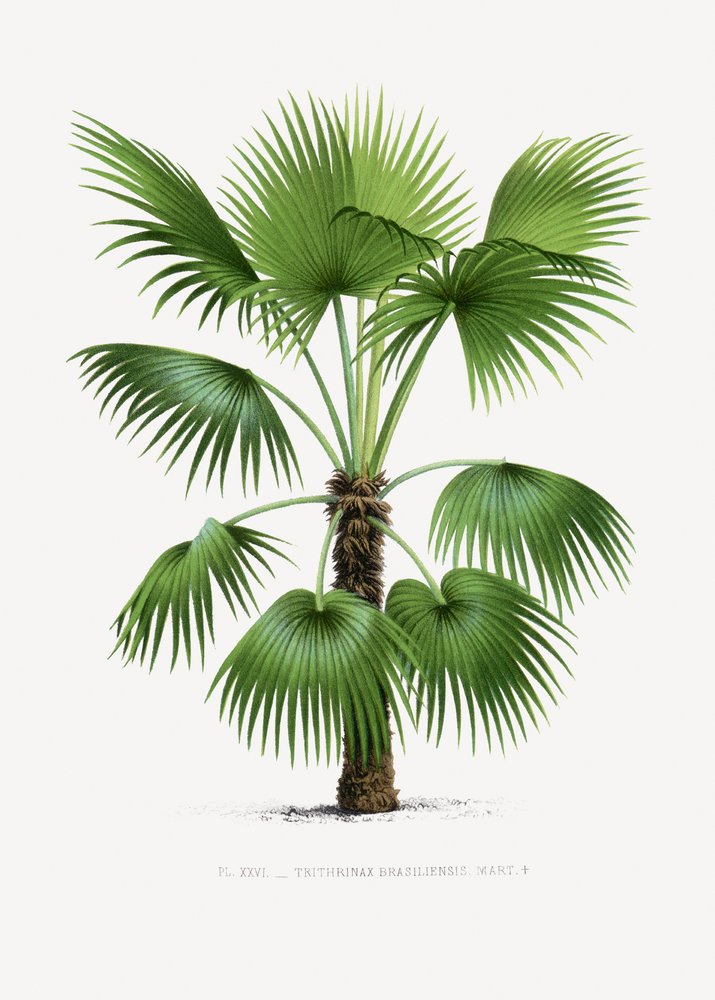 XXVI Trithrinax B av Les Palmiers Histoire Iconographique