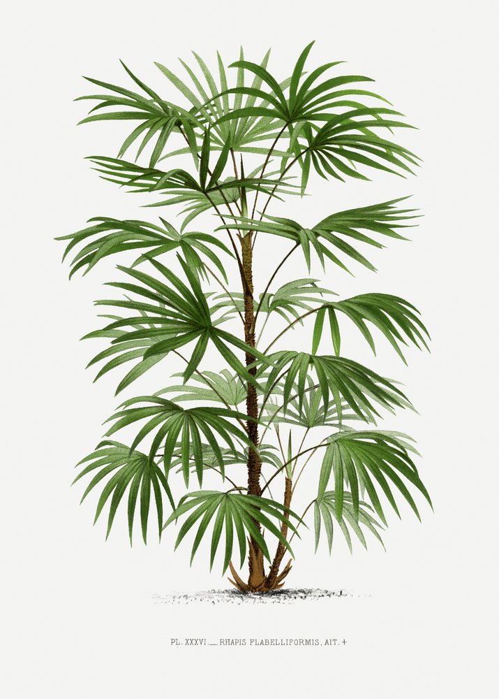 Xxxvi Rhapis F av Les Palmiers Histoire Iconographique