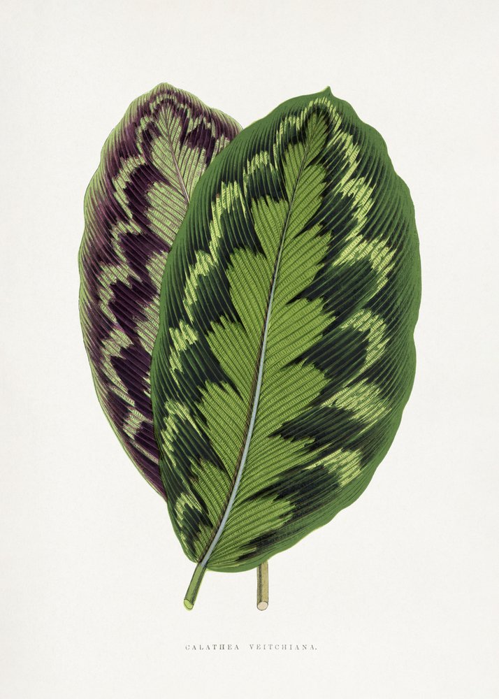 Illustration av ett Calathea veitchiana-blad av Les Plantes a Feuillage Colore