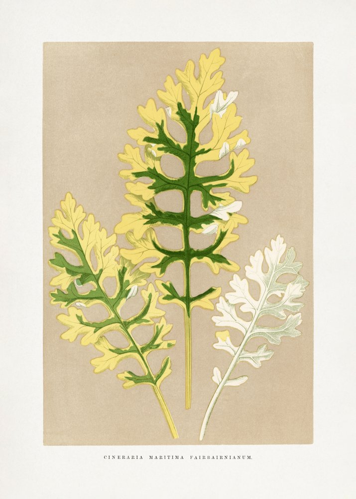 Illustration av bladet på Cineraria maritima ’Fairbairnianum’ av Les Plantes a Feuillage Colore