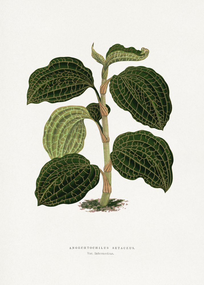 Illustration av ett grönt blad av Anoechtochilus setaceus av Les Plantes a Feuillage Colore