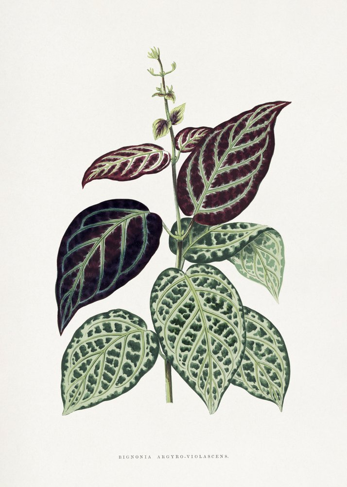Illustration av ett blad från den gröna bignonia-arten Argyro Violascens av Les Plantes a Feuillage Colore