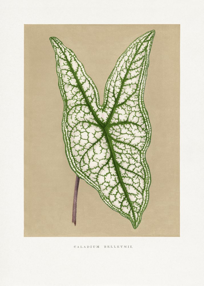 Illustration av ett grönt Caladium Belleymii-blad av Les Plantes a Feuillage Colore