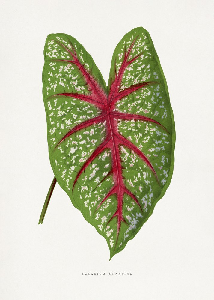 Illustration av ett grönt Caladium Chantini-blad av Les Plantes a Feuillage Colore