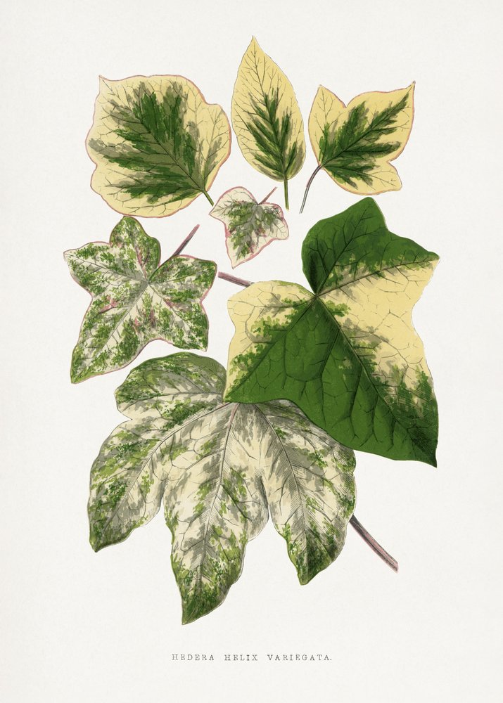 Illustration av ett grönt blad av Les Plantes a Feuillage Colore
