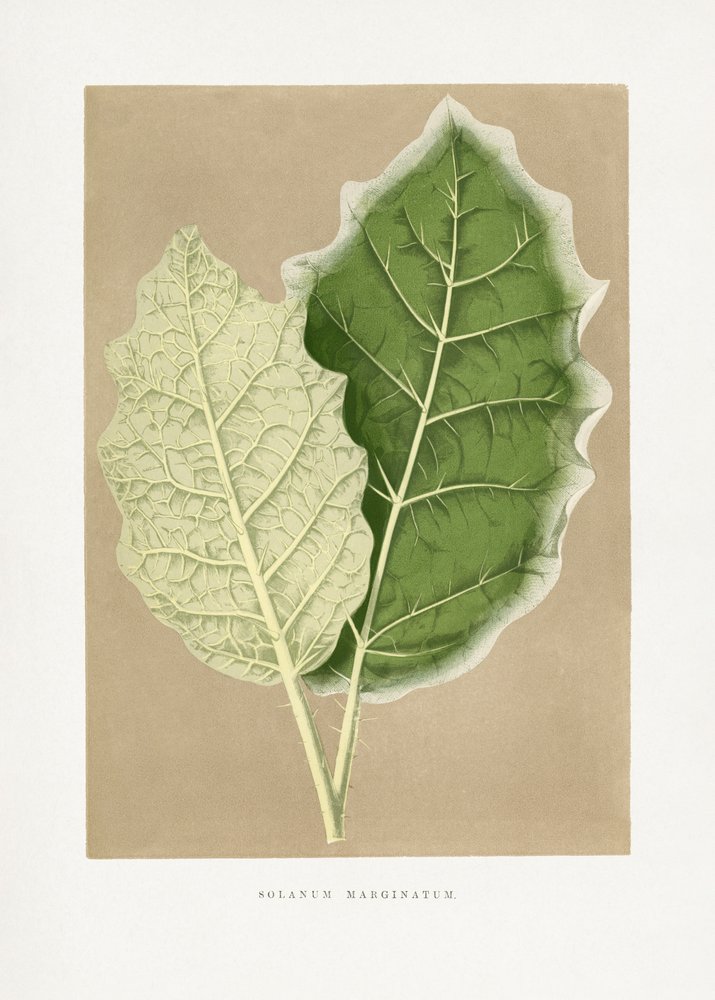 Illustration av ett grönt Solanum marginatum-blad av Les Plantes a Feuillage Colore