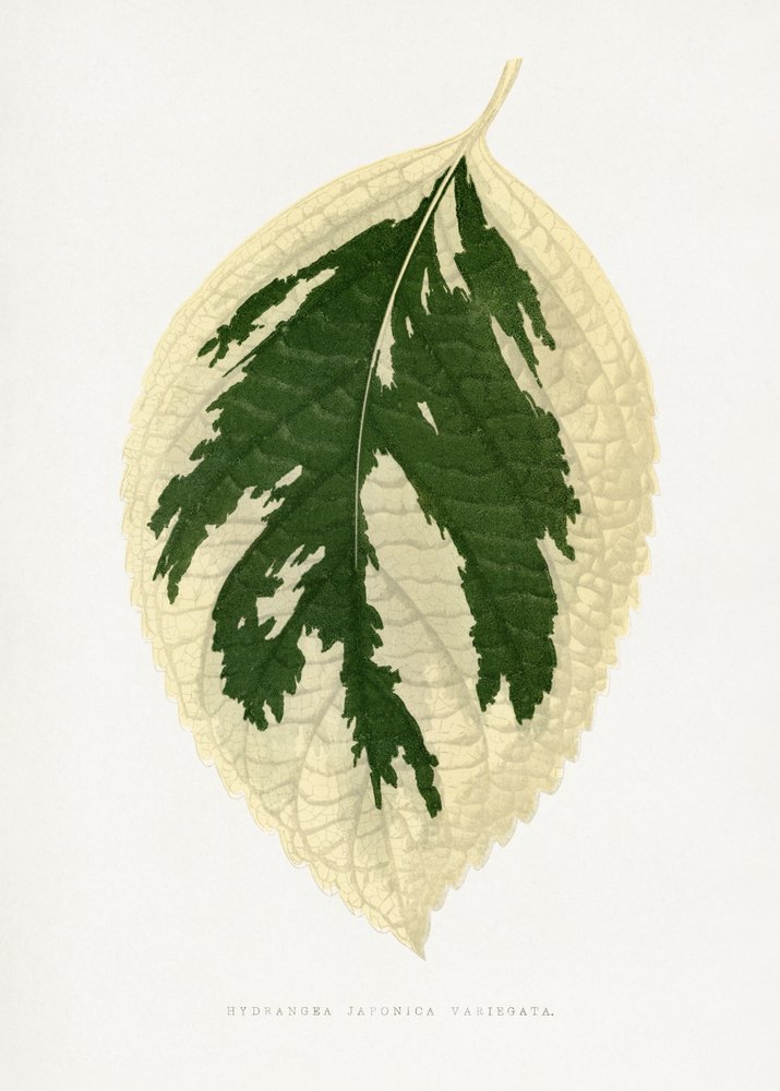 Hydrangea Japonica Variegata Leaf Illustration av Les Plantes a Feuillage Colore